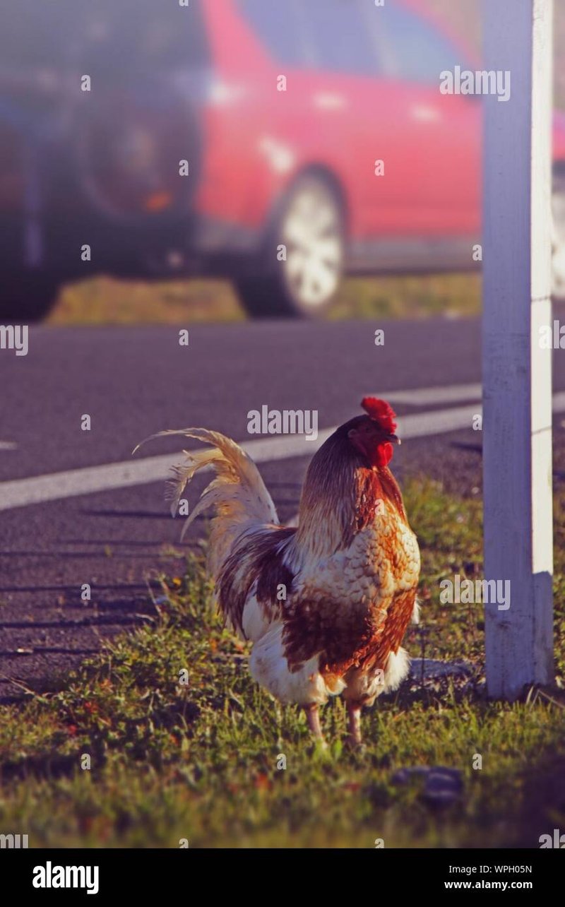 Image: Descubre el Exclusivo Juego de Azar en la Carretera Pollo en España Online